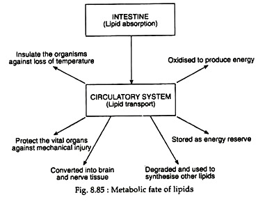 Metabolic Fate of Lipids