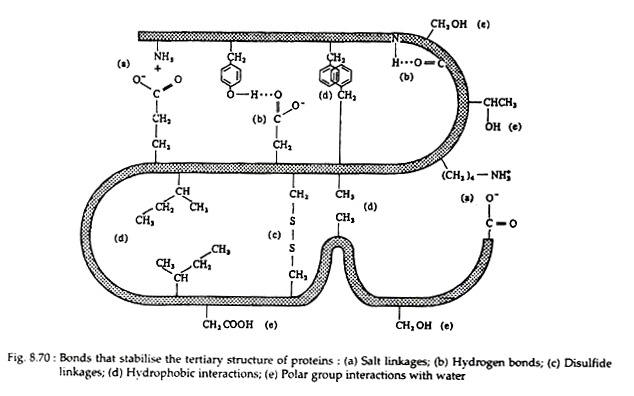 Bonds that Stabilise the Tertiary Structure of Proteins