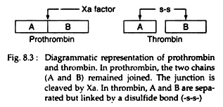 Prothrombin and Thrombin