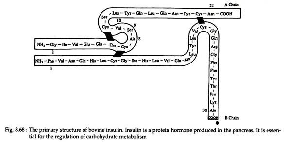 Primary Structure of Bovine Insulin