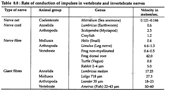 Rate of Conduction of Impulses in Vertebrate and Invertebrate Nerves