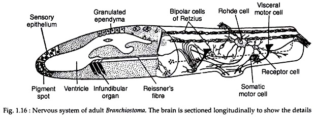 Nervous System of Adult Branchiostoma