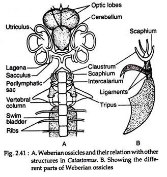 Weberian Ossicles