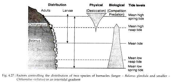 Factors Controlling the Distribution of Two Species of Barnacles
