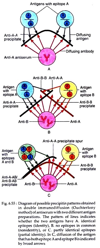 Precipitin Patterns Obtained in Double Immunodiffusion