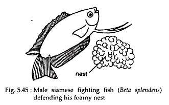Male Siamese Fightining Fish