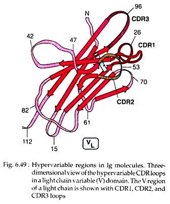 Hypervariabe Region of lg Molecules