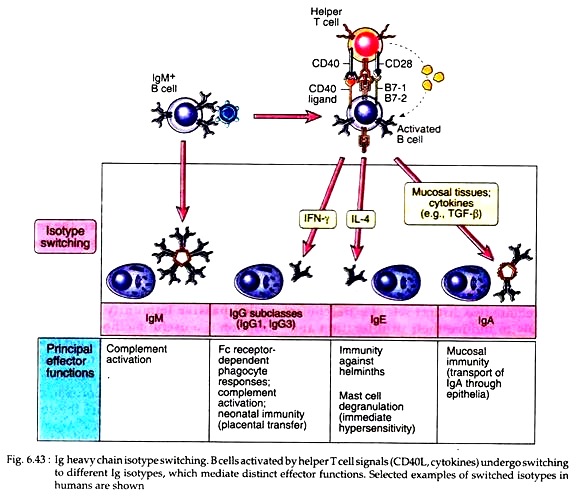 Ig Heavy Chain Isotypes Switching