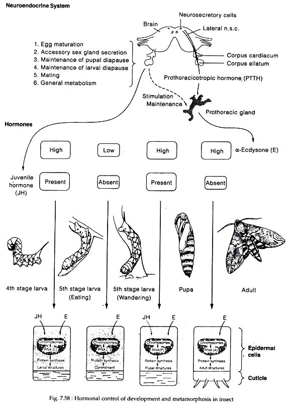 Hormonal Control of Development and Metamorphosis in Insect