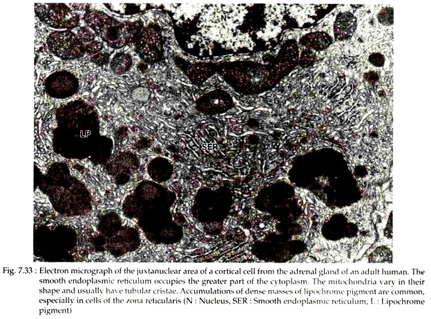 Electron Micrograph of the Juxtanuclear Area