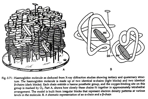 Haemoglobin Molecule