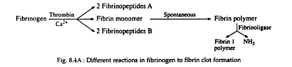 Different Reactions in Fibrinogen to Fibrin Clot Formation