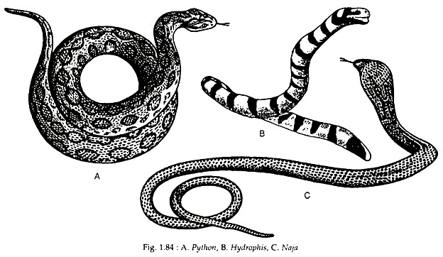 Python, Hydrophis and Naja
