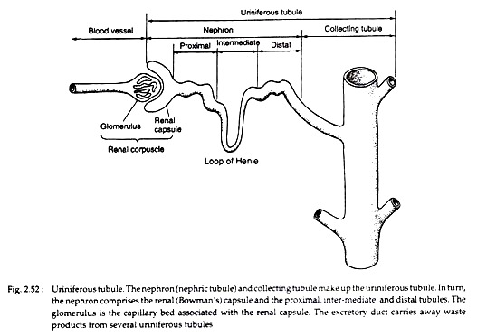 Uriniferous Tubule