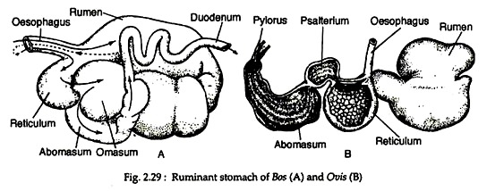 Ruminant Stomach of Bos and Ovis