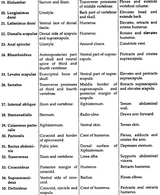 Important muscles of toad