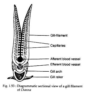 Diagrammatic sectional view oof a gill filament of Channa