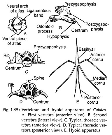 Vertebrae and hyoid apparatus of calotes 