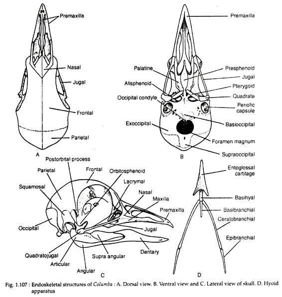 Endoskeletal structures of Columbia