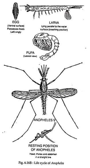 Life Cycle of Anopheles