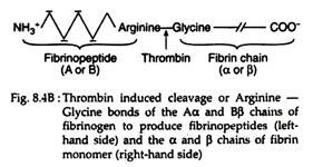 Thrombin Induced Cleavage or Arginine