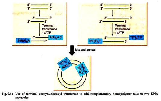 Use of Terminal Deoxynucleotidyl