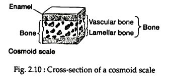 Cross- Section of a Cosmoid Scale