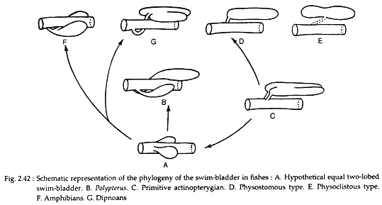 Phylogeny of the Swim-Bladder in Fishes