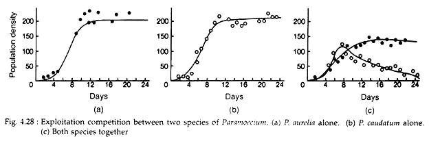 Exploitation Competition between Two Species of Paramoeium