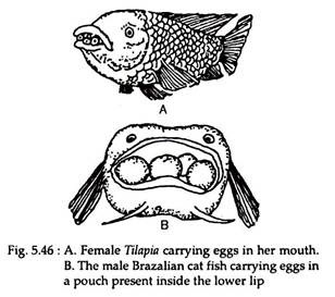 Female Tilapia and Male Brazalian Cat Fish
