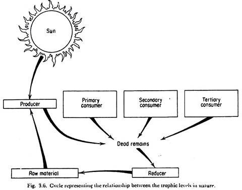 cycle representing the relationship between the trophic levels in nature