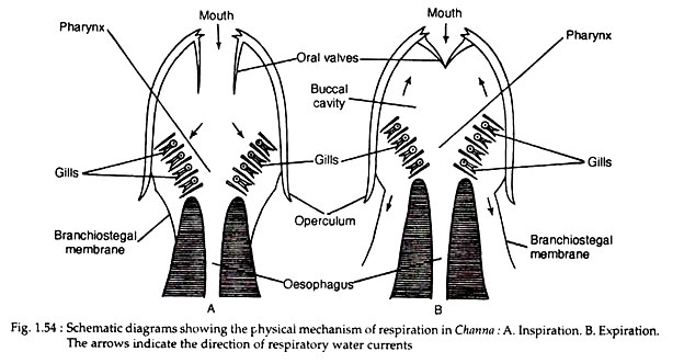 Schematic diagram showing the physical mechanism of respiration in Channa