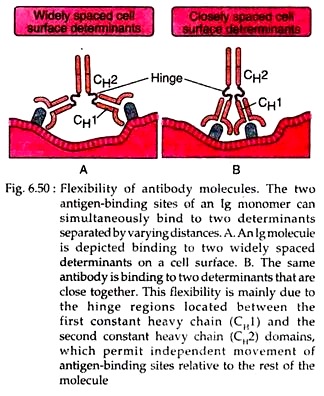 Flexibility of Antibody molecules
