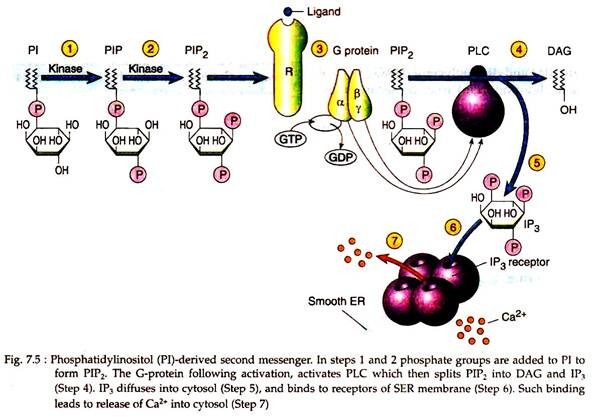 Phosphatidylinositol