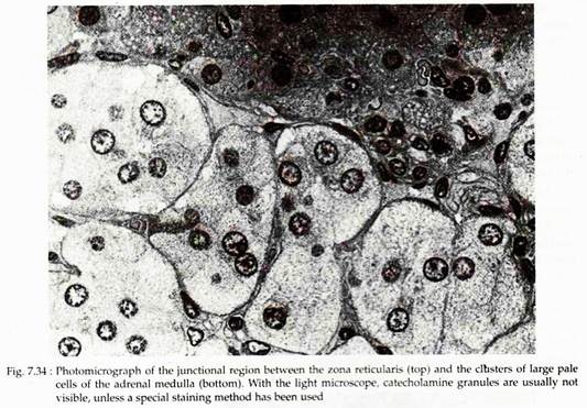 Photomicrograph of the Junctional Region