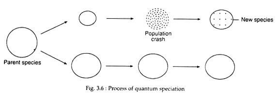 Process of Quantum Speciation