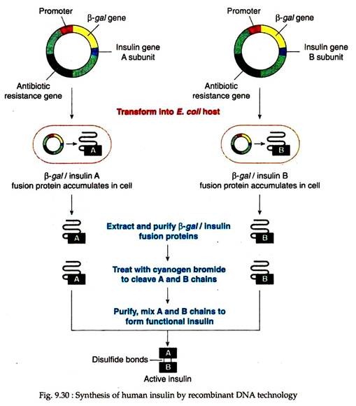 Synthesis of Human Insulin