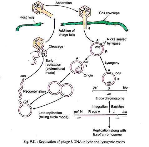 Replication of λ DNA