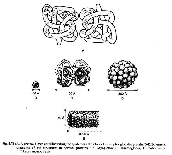 Protein Dimer Unit, Myoglobin, Haemoglobin, Polio Virus and Tobacco Mosaic Virus