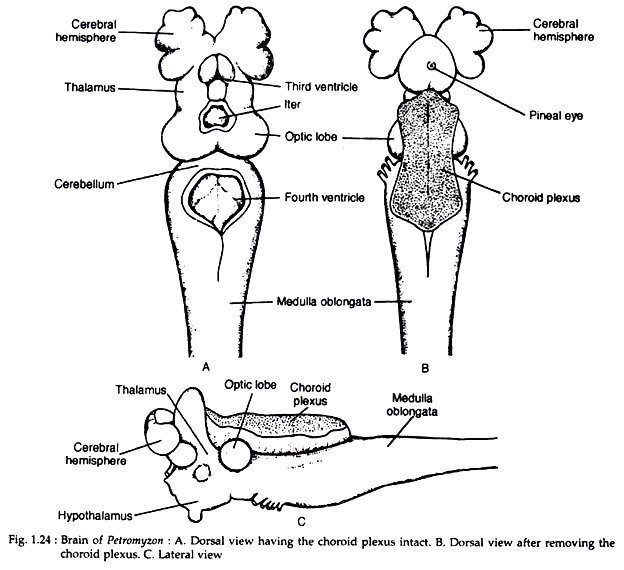 Brain of Petromyzon