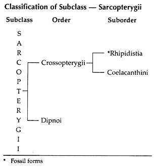 Classification of Subclass - Sarcopterygii