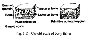 Ganoid Scale of Bony Fishes