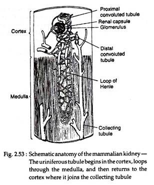 Mammalian Kidney