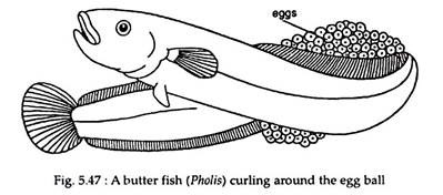 Butter Fish