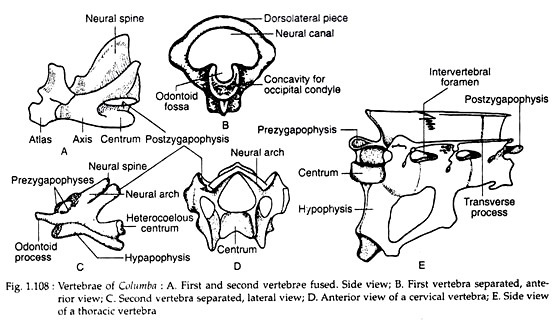 Vertebrae of columbia