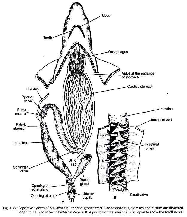 Digestive system of scoliodon