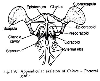 Appendicular skeleton of calotes-pectoral girdle