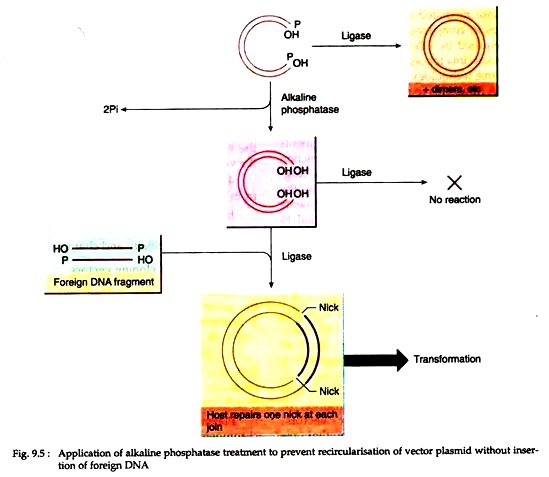 Application of Alkaline Phosphatase