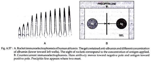 Rocket Immunoelectrophoresis of Human Ablumin and Countercurrent Immunoelectrophoresis