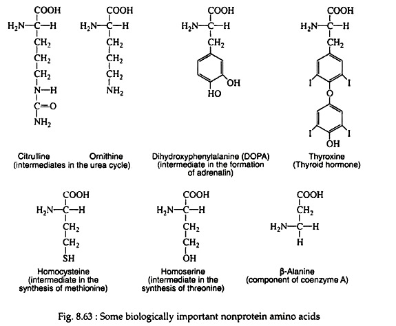 Biological Important Nonprotein Amino Acids